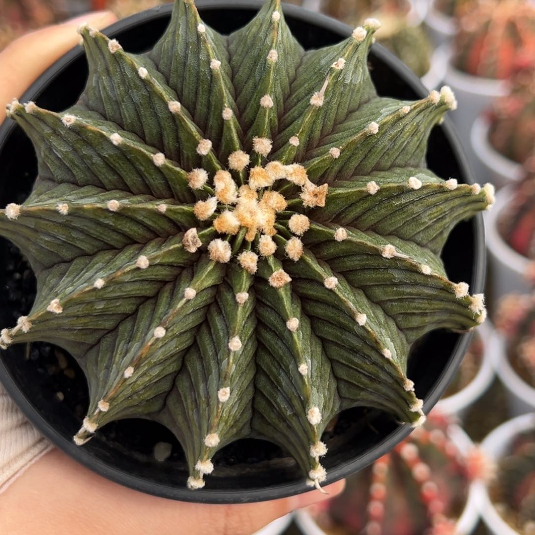 实生13棱肋骨0000