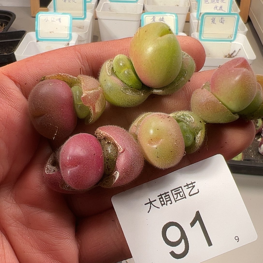 000091 一物一拍……