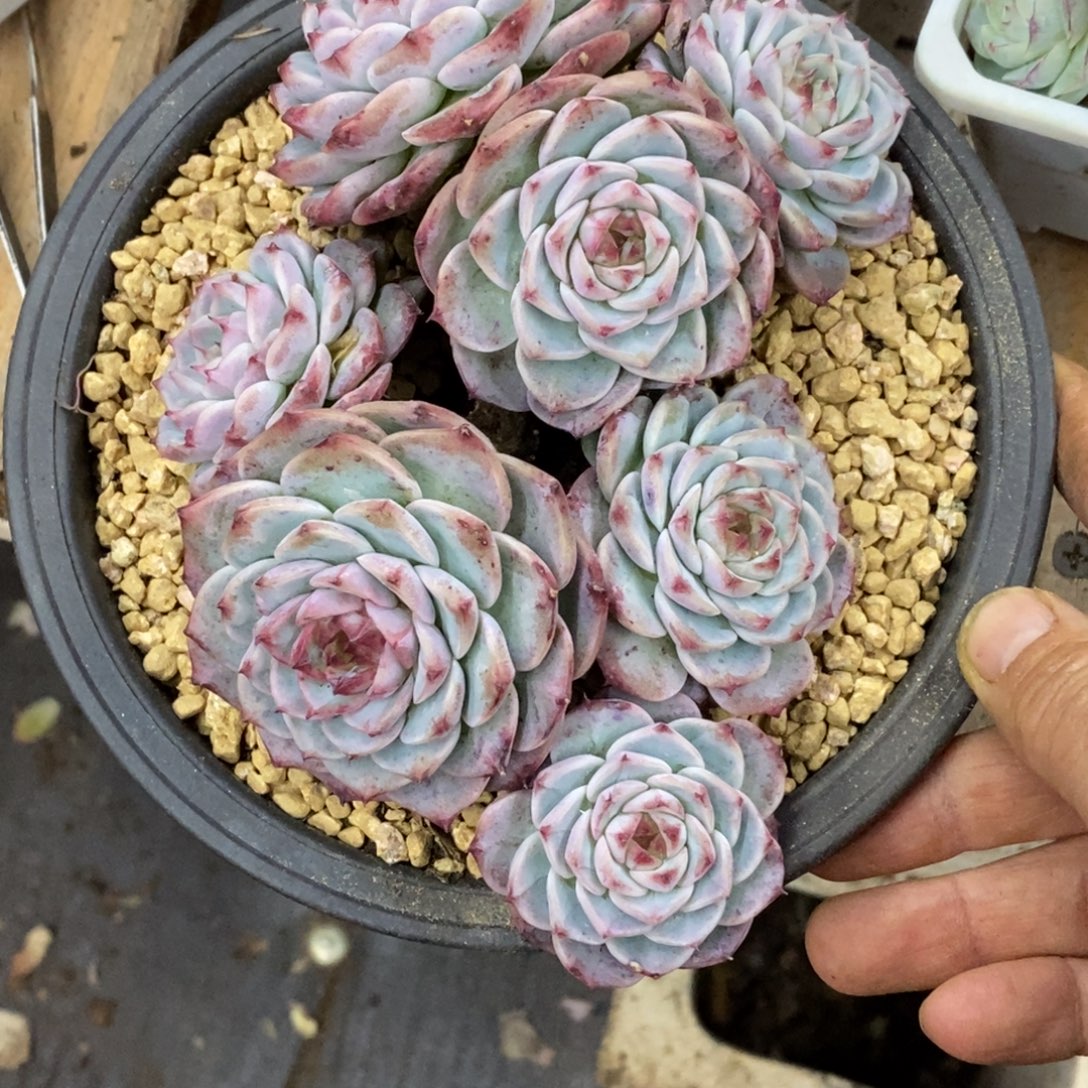 精品多肉一物一拍不包整12