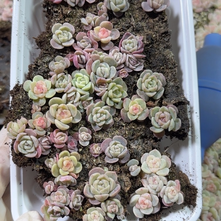 73王者系列多肉一盒
