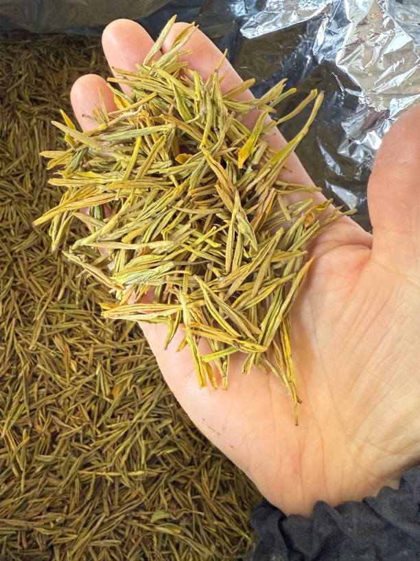 2025年黄金芽新茶春茶福利