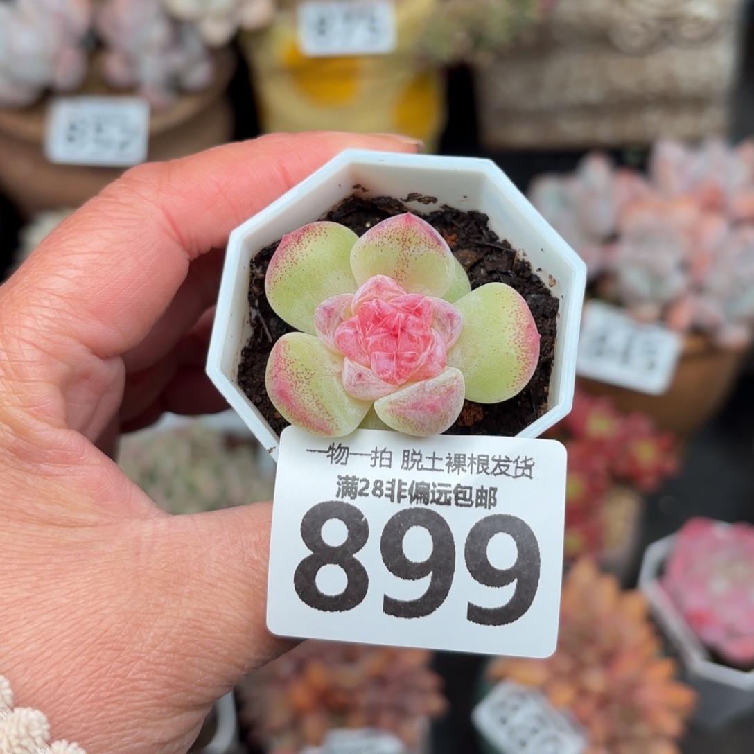 碧焰单头无盆土发货