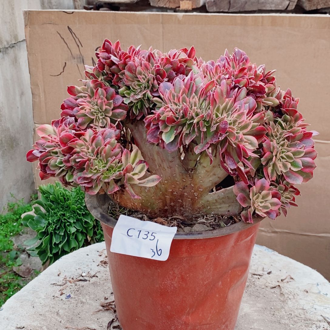 洛神 c135 所见所得