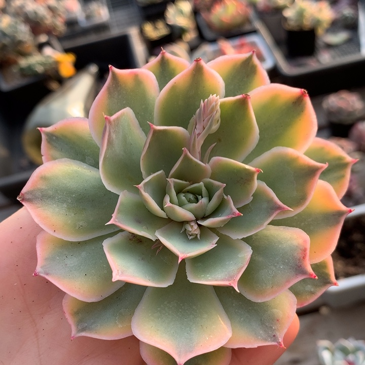 蓝丝绒锦头盖多肉植物