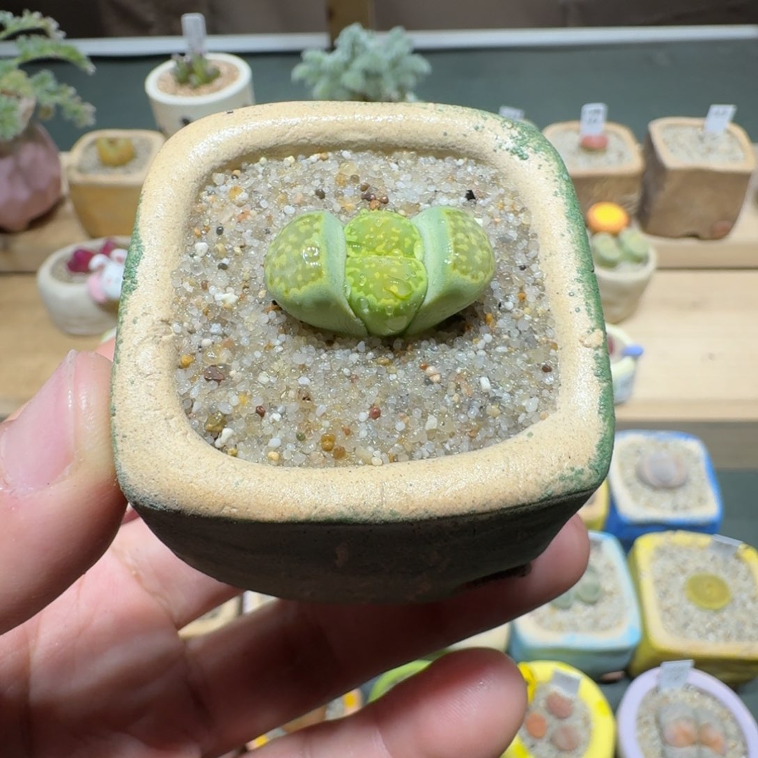 红陶蘑菇1155寿丽