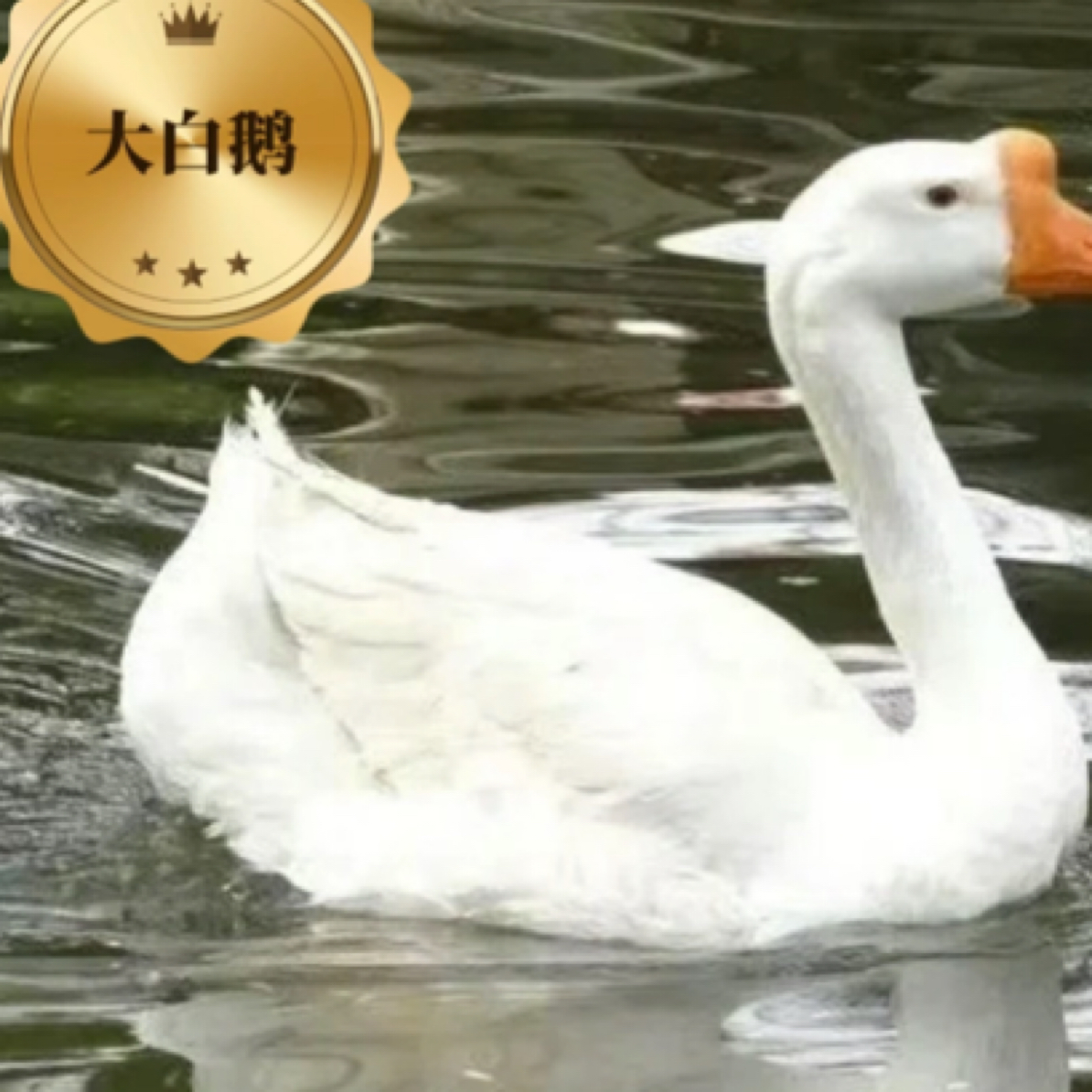 【四季产蛋大白鹅苗】包邮到家（次日达）