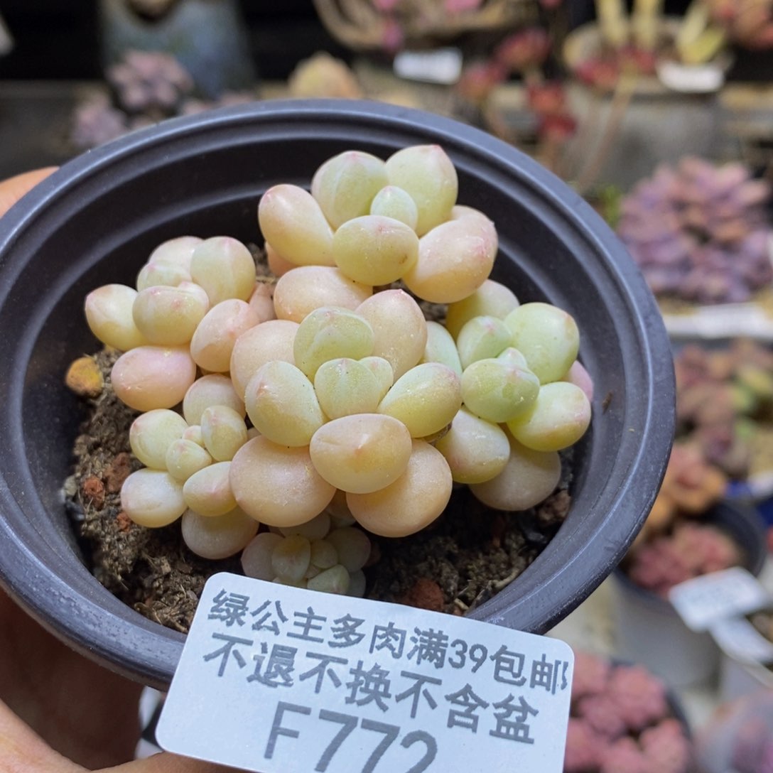 772萤火虫多肉5c m