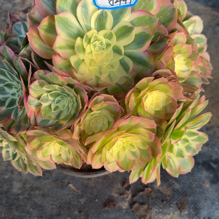 玉姿歪多肉法师不包损47