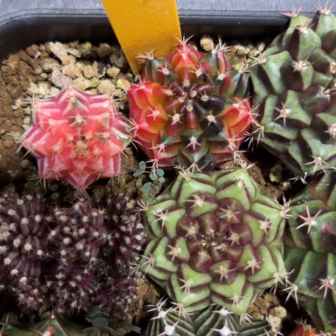 310-1028泰国发货多肉