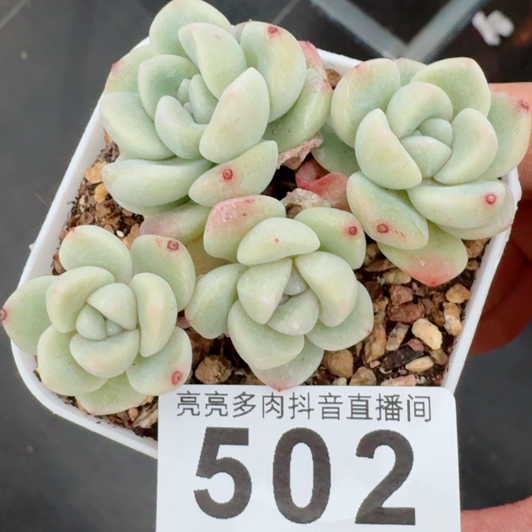 冰玉         精品多肉