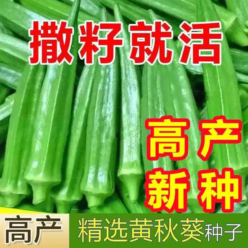 【全店满5包包邮】黄秋葵种子
