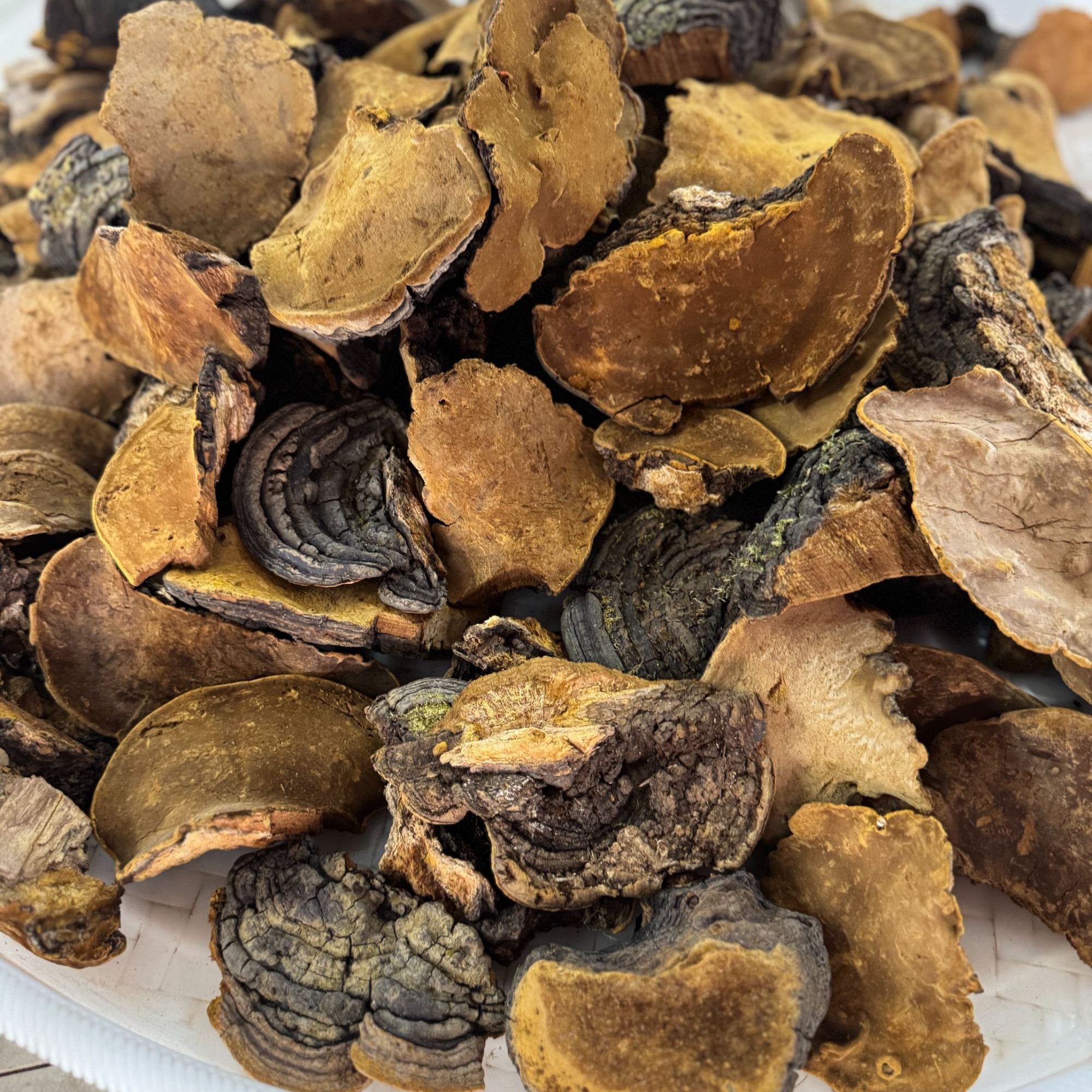  桑黄中药材干货煮水250g