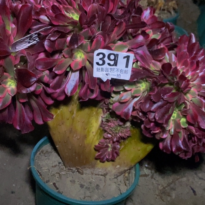 c*美杜莎花花  29-40花花