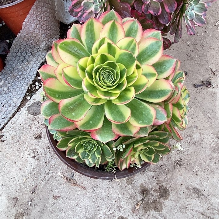 奶白锦老桩，裸根发货