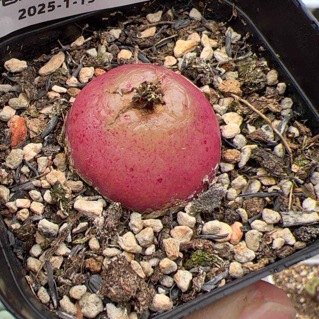 0246号灯泡 多肉植物