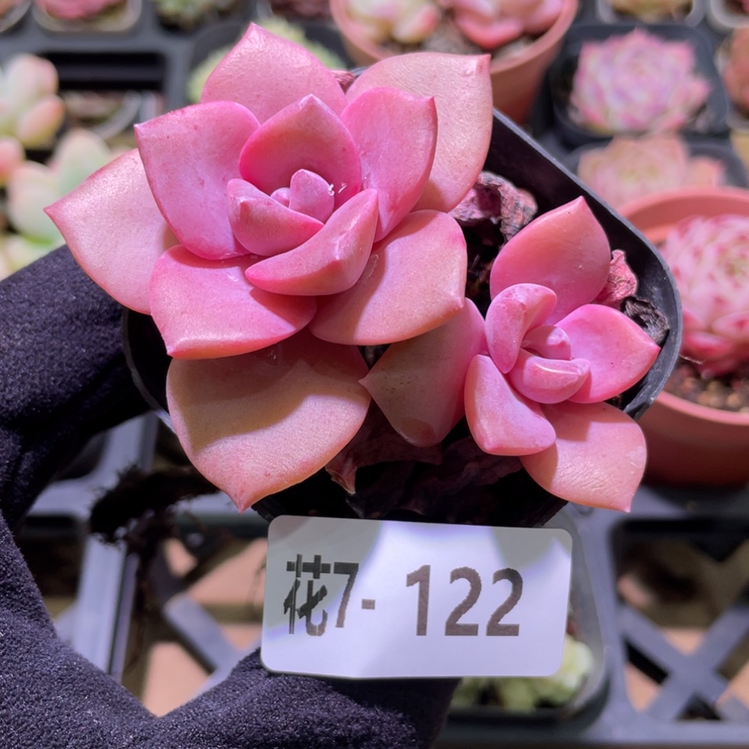 花利美7-122彩虹糖