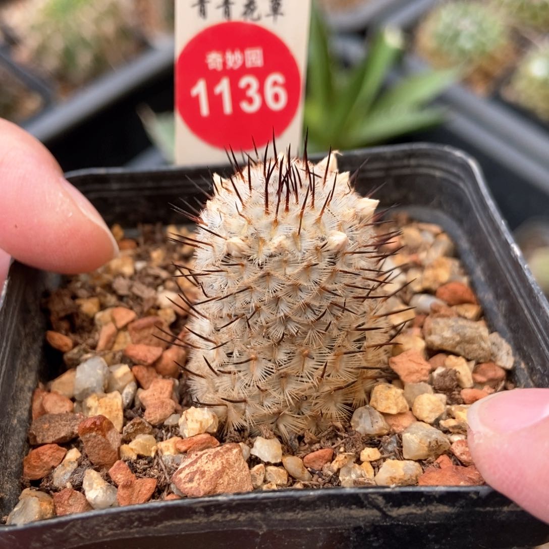 自根直刺佩雷2.6cm