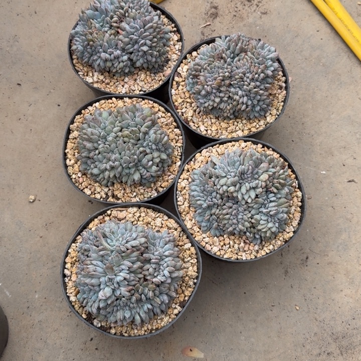 十****5颗一起的一物一拍的