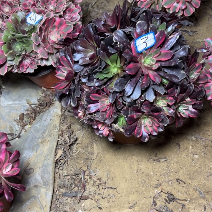 多肉植物阴阳法师3