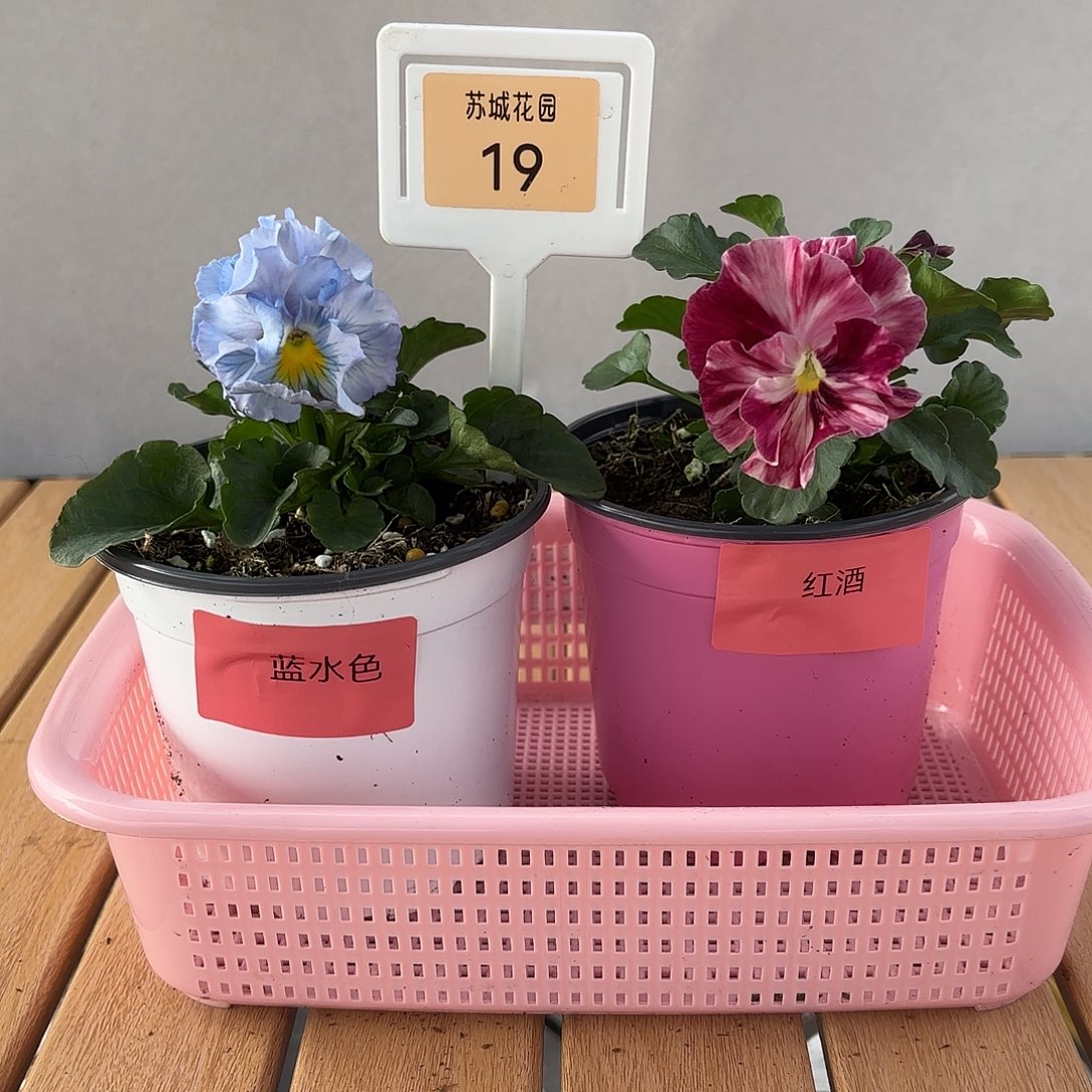 大部分开放少量花苞19