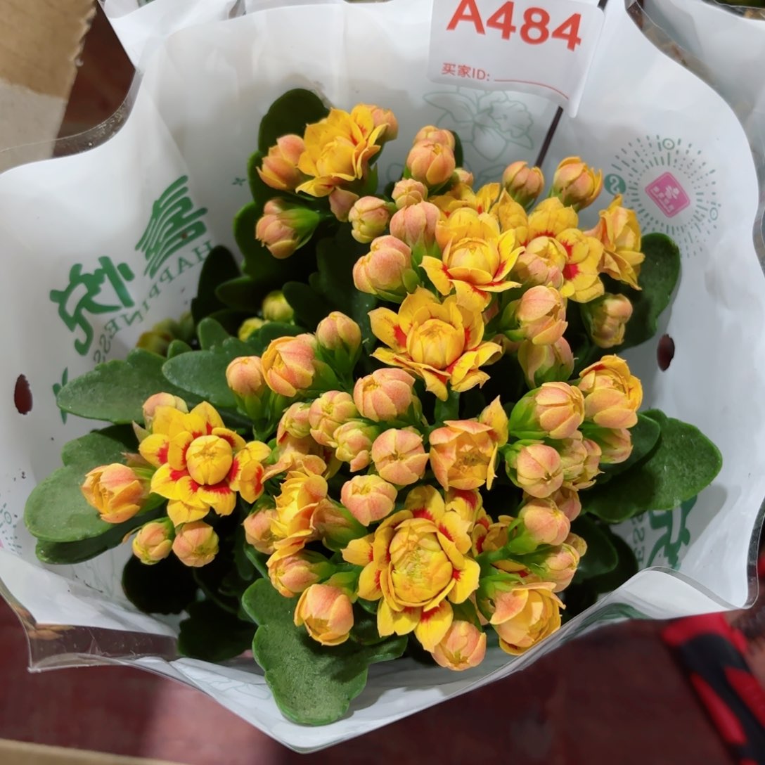 A484洛桑女神长寿花一颗
