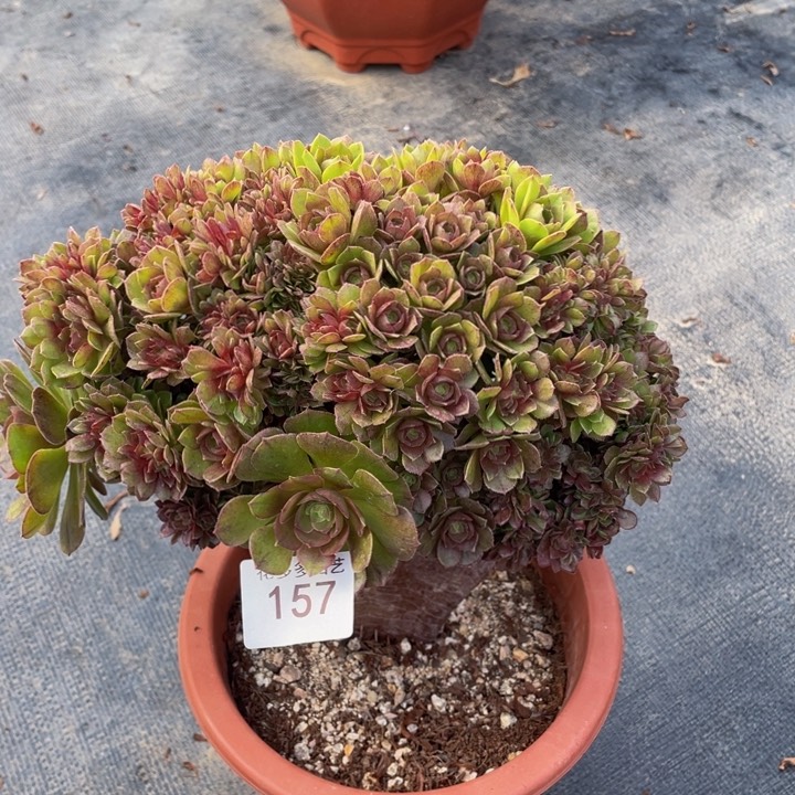 157号万圣节朵朵