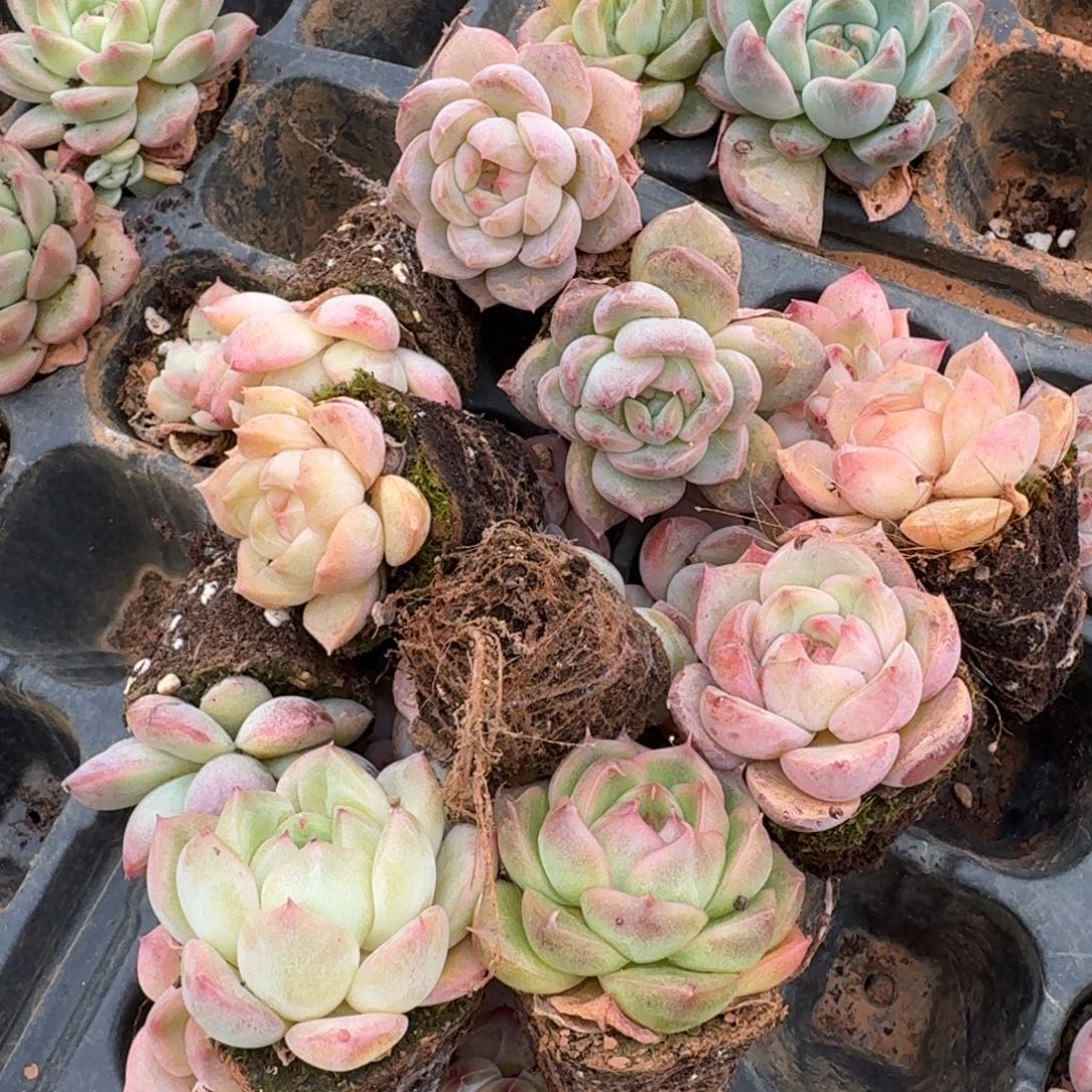 23-51中门左二宽叶珍妮二十颗量拍