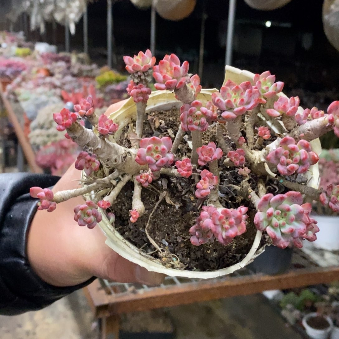 蓝苹果整桩整群，八亩地
