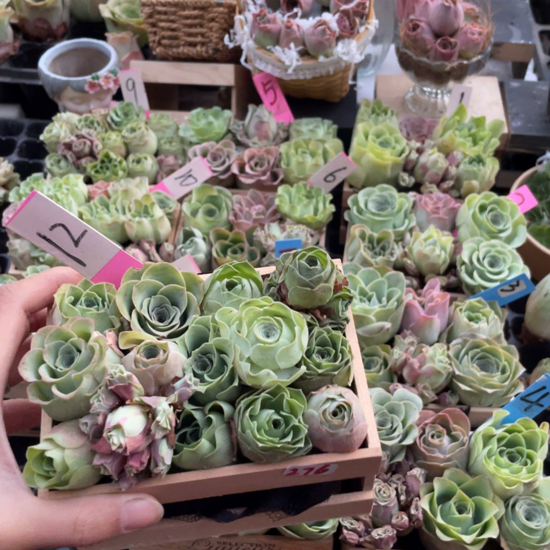 ～***）多肉植物山地玫瑰276木盒