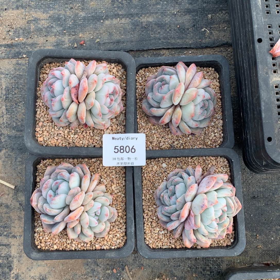 5806控养星影双头7厘米左右4颗脱土发