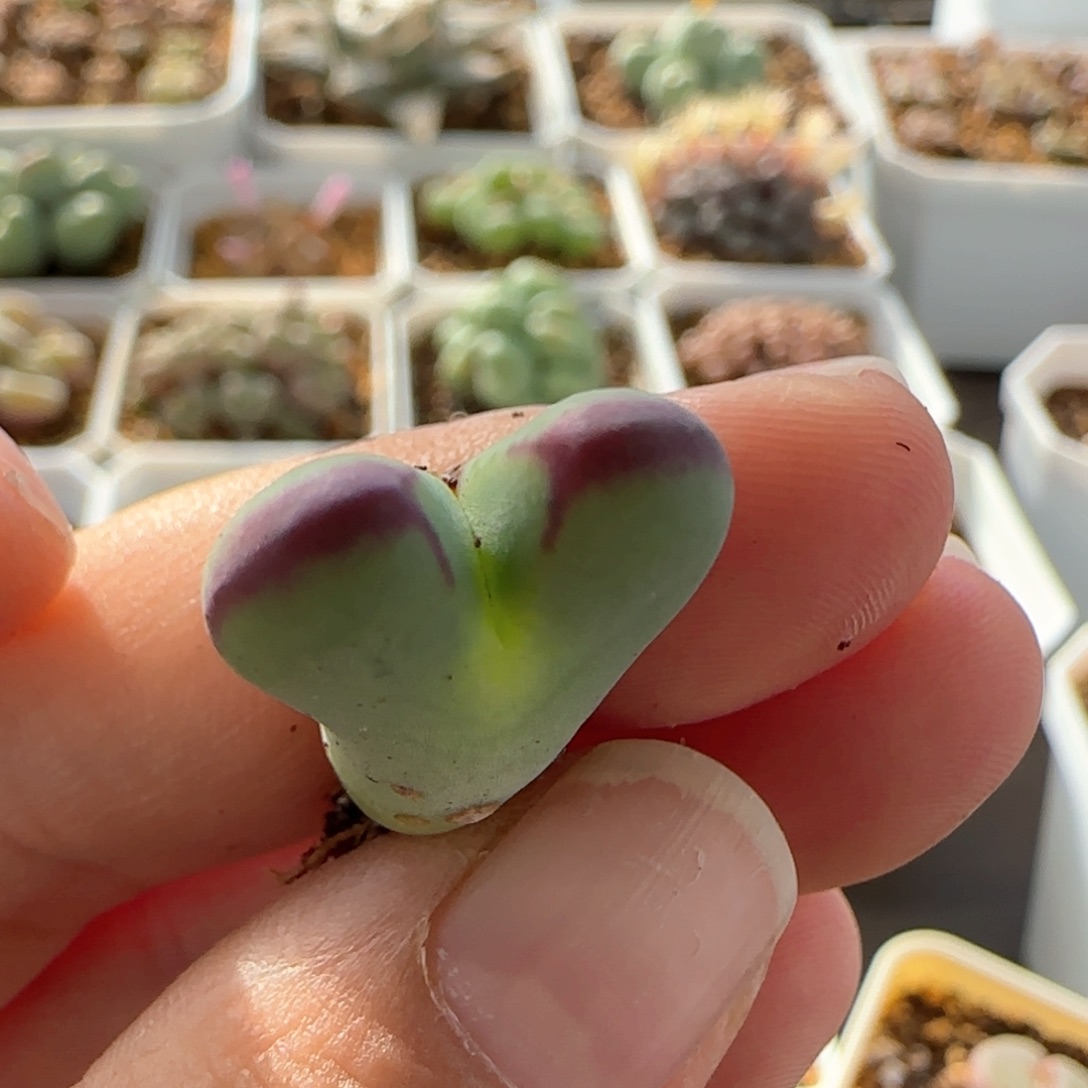 7111 大白多肉植物园