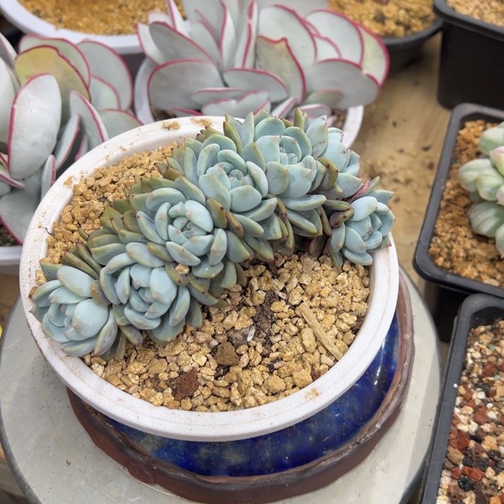 橙梦露 群生 夏鸣园艺