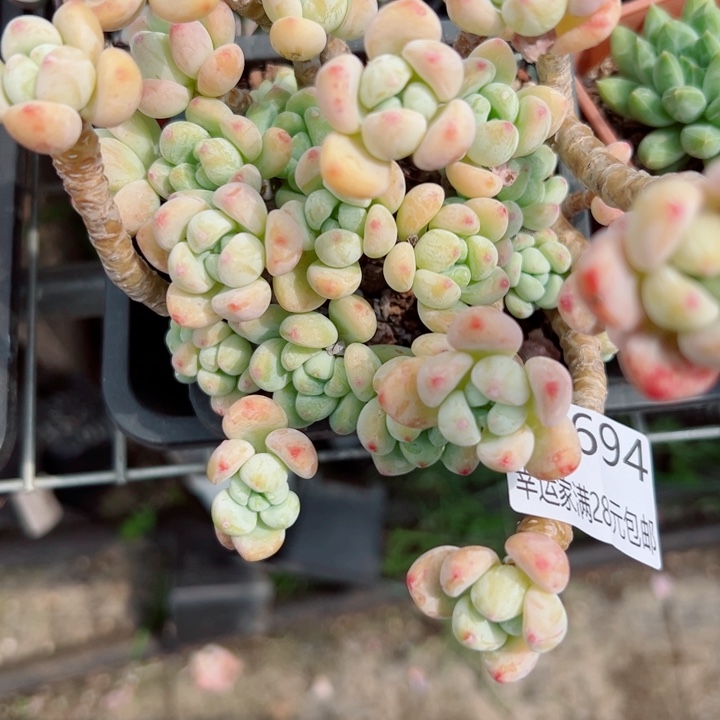 幸运儿是一位非常优秀且