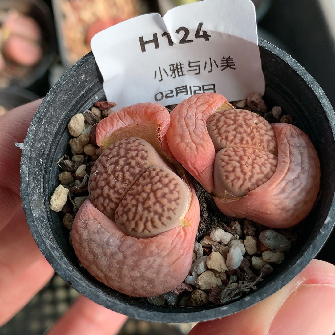 H124多肉植物保护