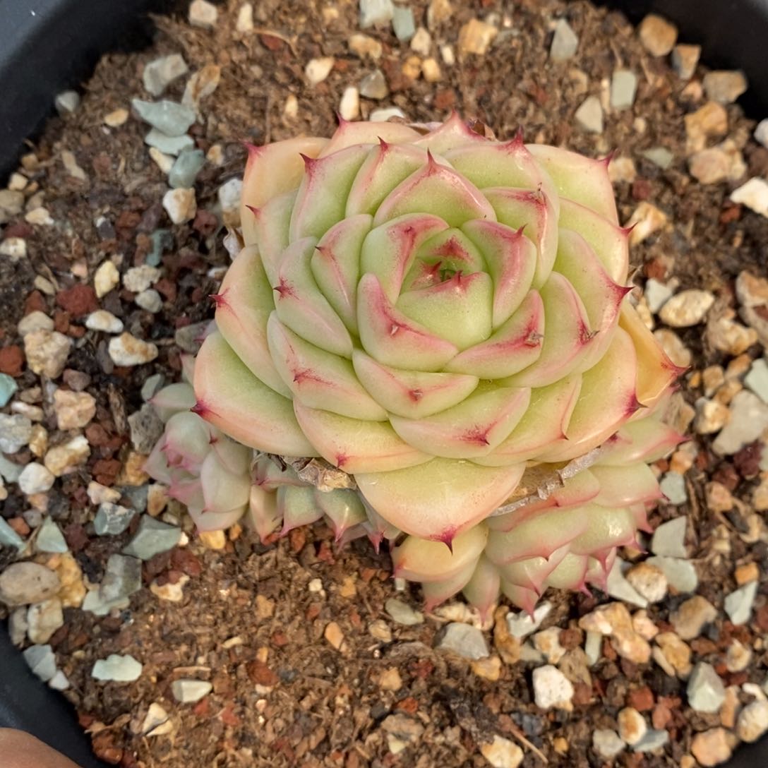 精品多肉一物一拍不包整142