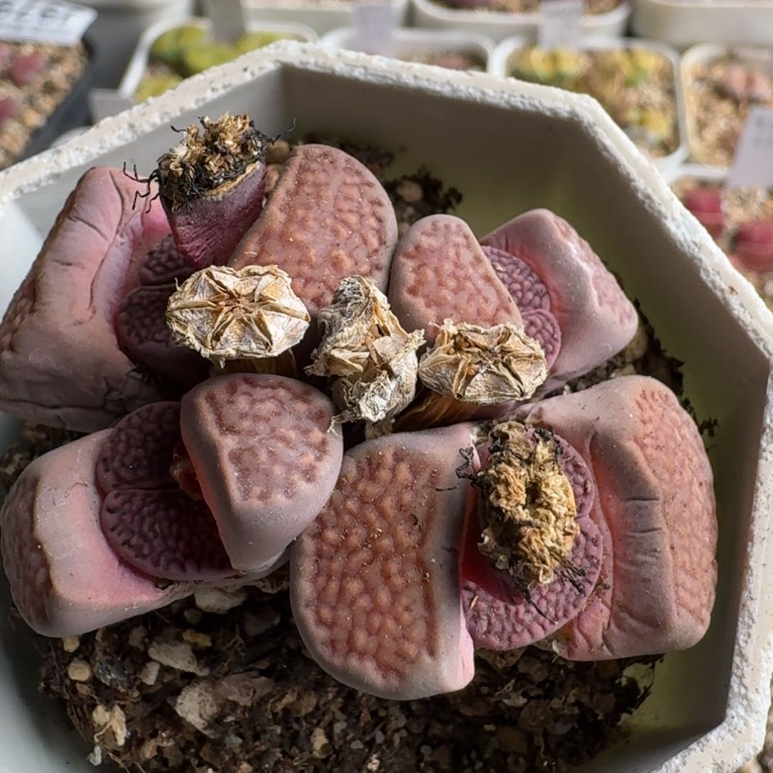 J980园艺新品密纹紫巴里七年