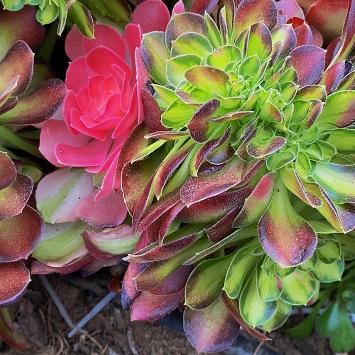 嫁接多肉植物法师锦