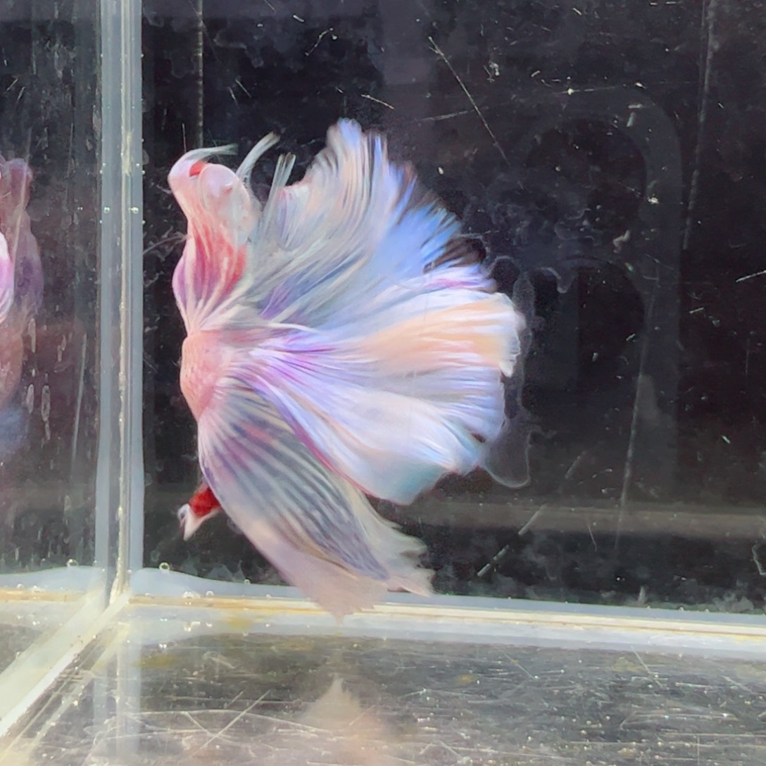 斗鱼浅色特殊尾hhhh