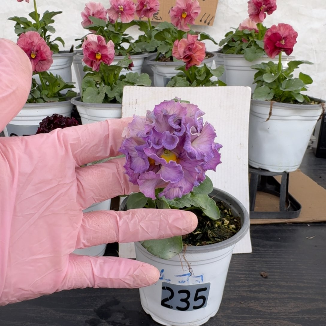 全部花朵235号洛可可