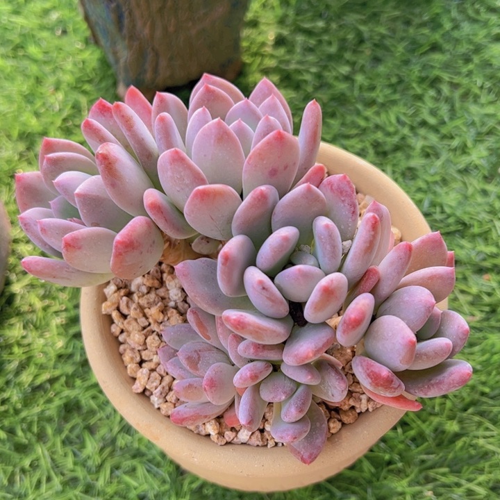 健健康康平平安安