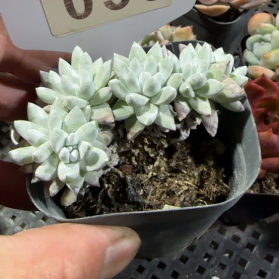 39白菊。一物一拍多肉