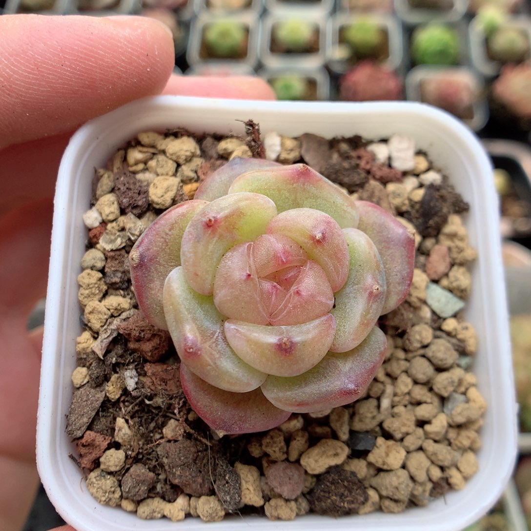 C49优选珍妮，柿子多肉20包邮两天凑单