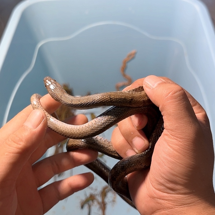 豹纹守宫可爱的白条，合法买卖