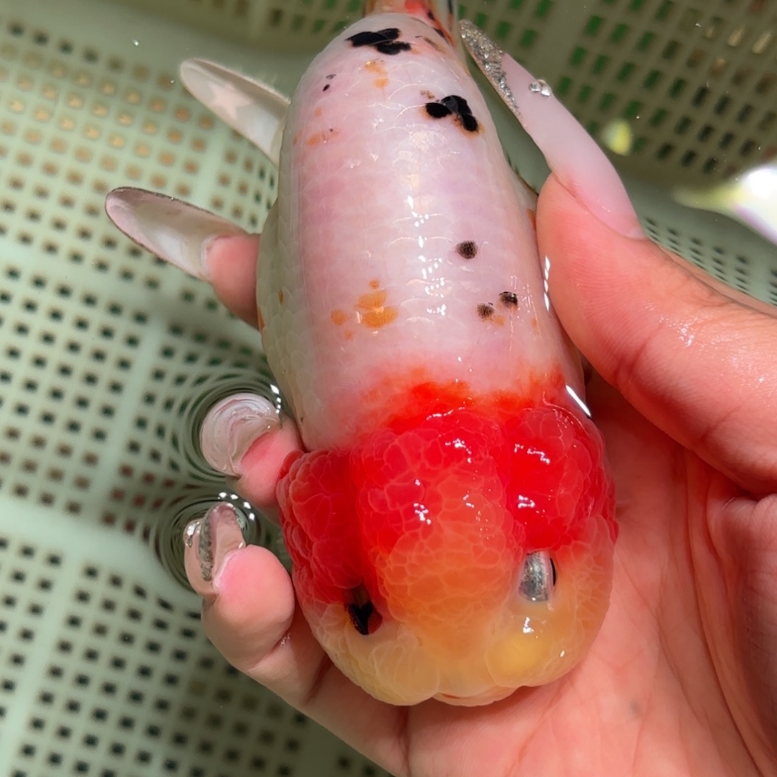 R***'金鱼不拍包装运费到付，拍包装包邮