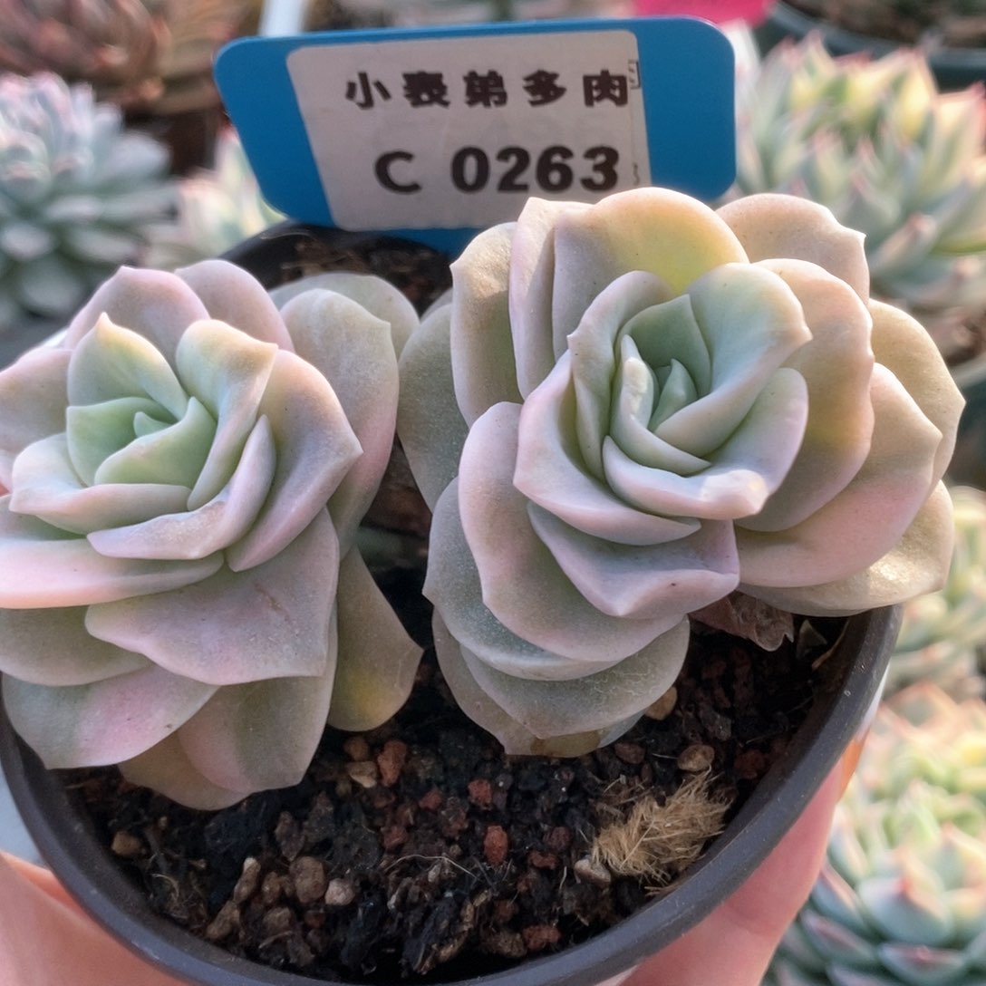 263可爱玫瑰锦锦锦锦锦