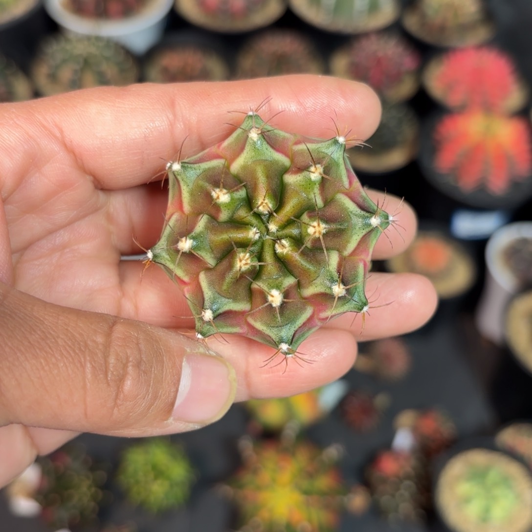 泰系实生米哈仙人球66号