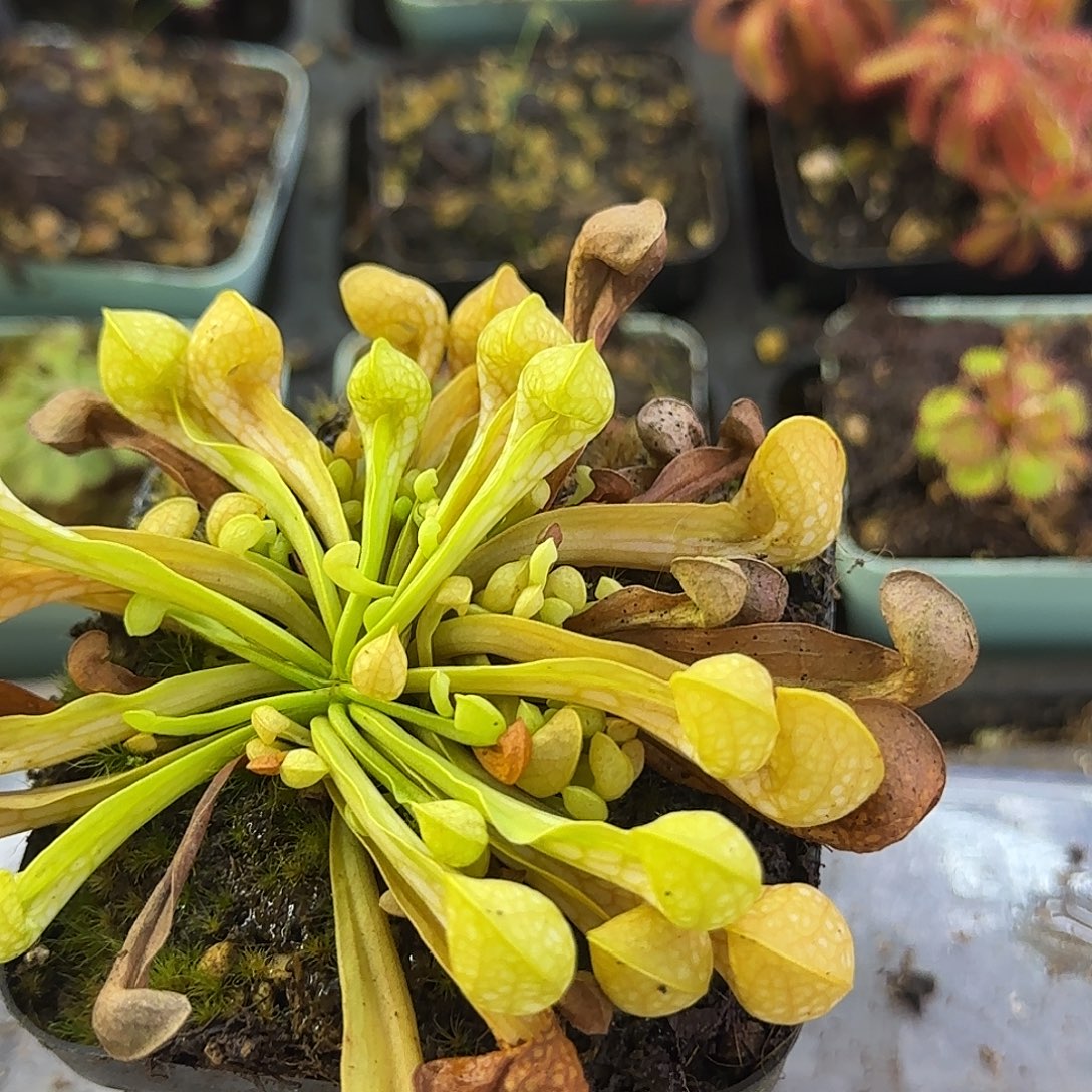 食***家无花朵瓶子草2颗装
