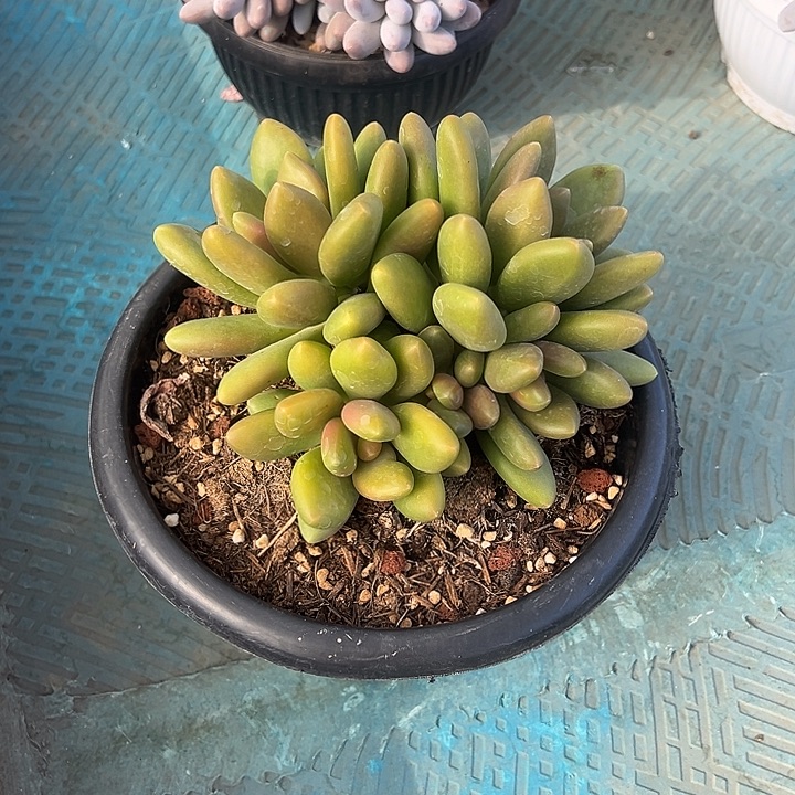 莉的芒果奶正版多头粗腿发货