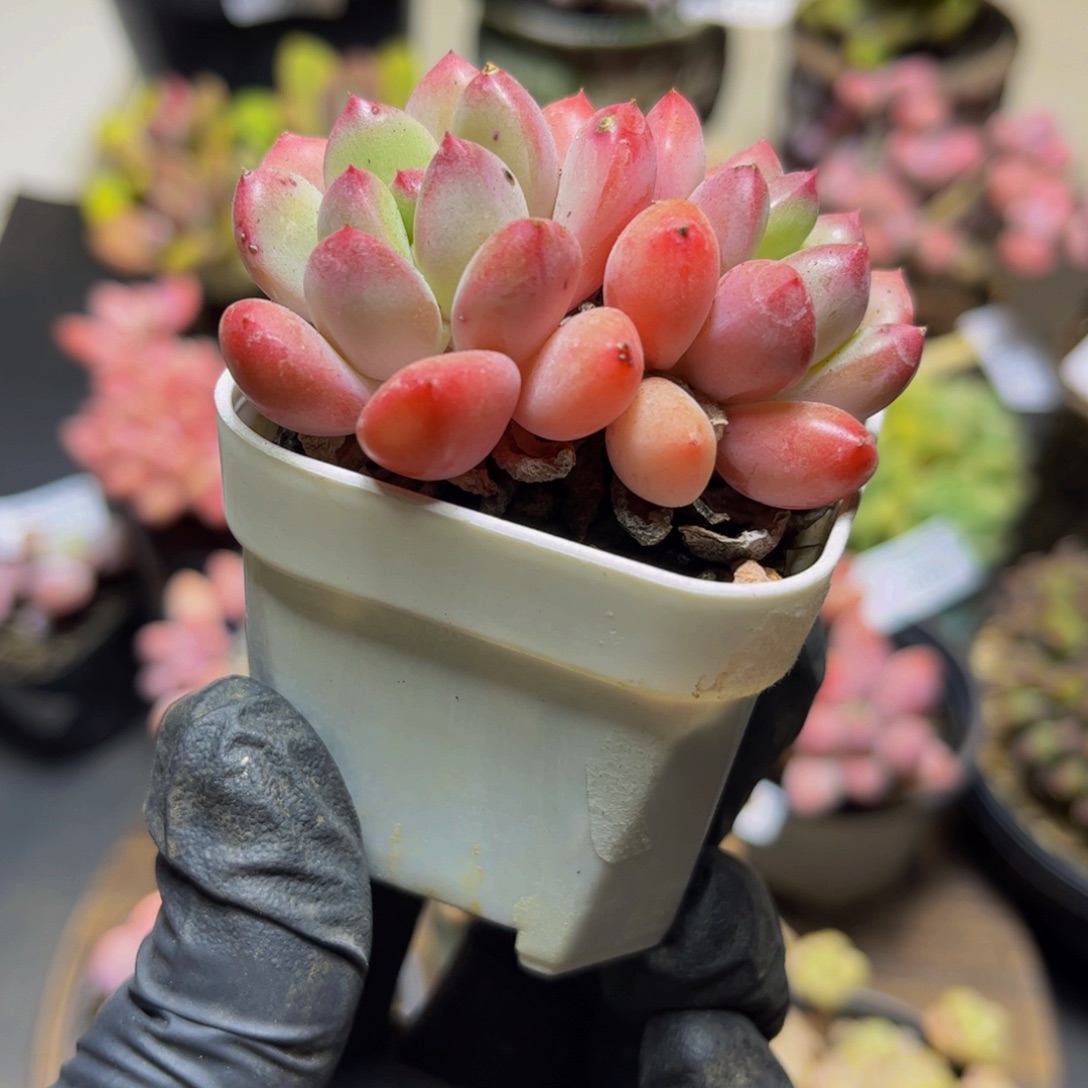 255丽芙美人6厘米多肉