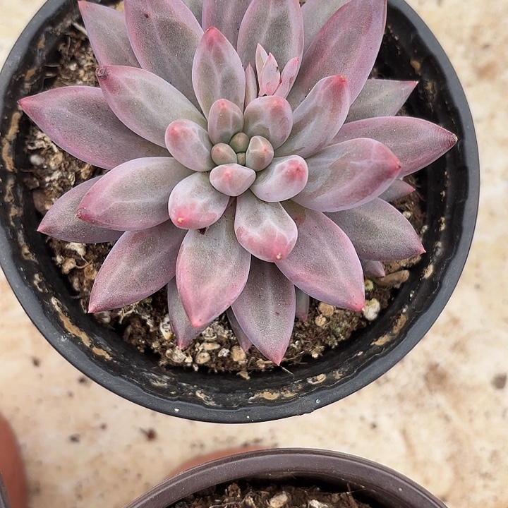 紫体胖虞（拍满18包邮）